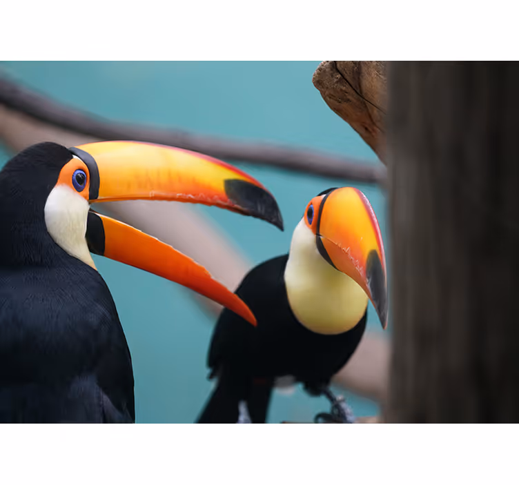 Mural de parede animais casal de tucanos - TenStickers
