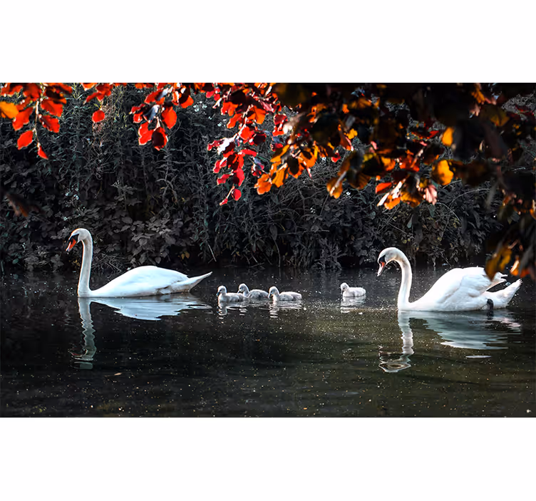 Mural de parede animais família de cisnes elegantes - TenStickers