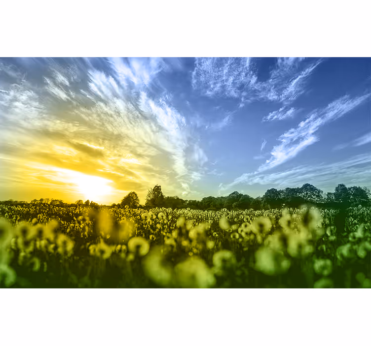 Fotomurais flores campo de flores ao pôr do sol - TenStickers