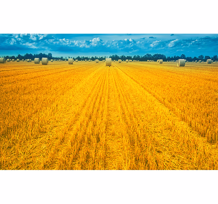 Fotomurais de paisagens campo de colheita dourada - TenStickers