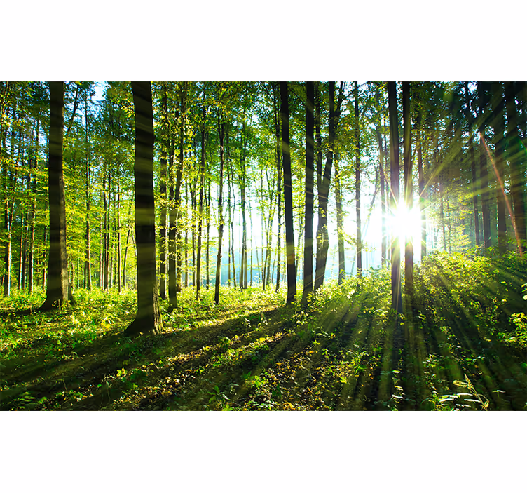 Fotomurais de paisagens Paisagem de floresta com reflexo de luz - TenStickers