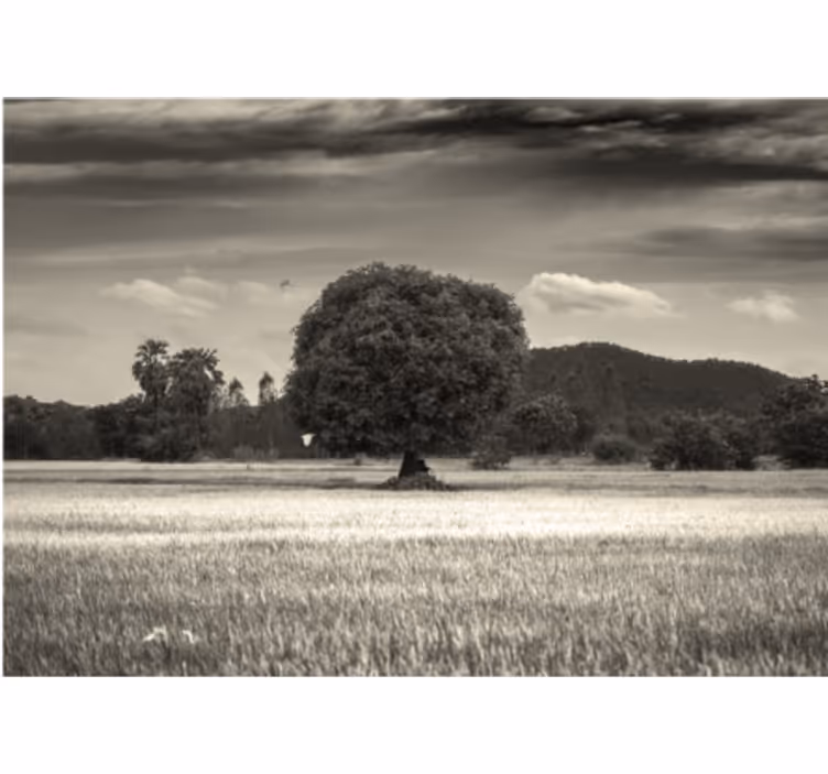 Mural de parede de árvores paisagem de árvore solitária - TenStickers