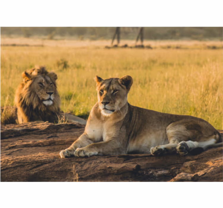 Leones no fotomural de parede do leão da savana - TenStickers
