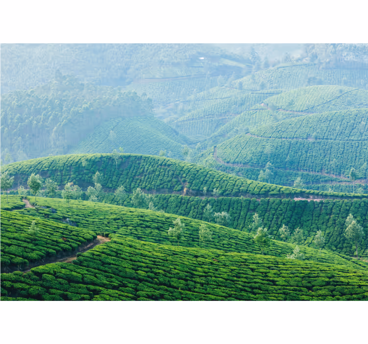 Fotomurais de paisagens colinas de plantação de chá - TenStickers