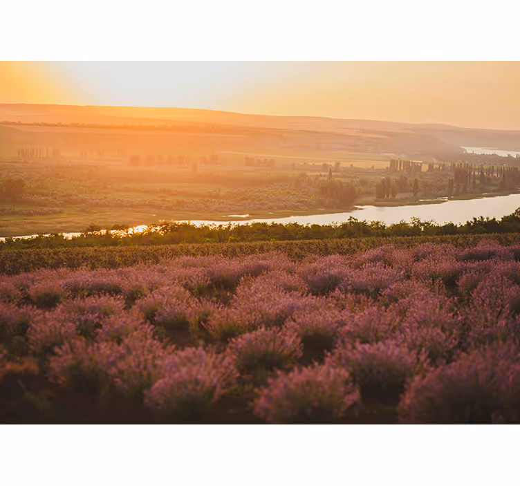Fotomurais flores paisagem de pôr do sol lavanda - TenStickers