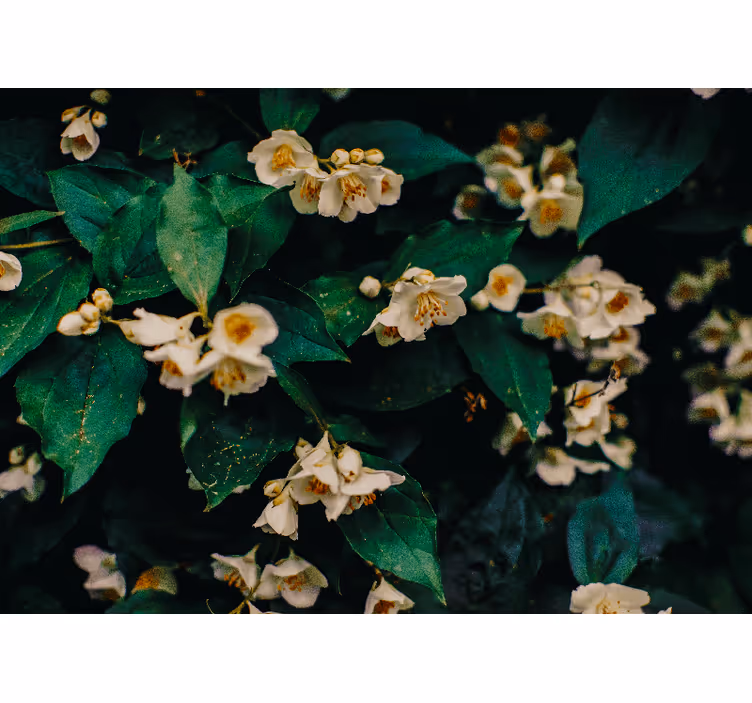 Fotomurais flores botões brancos delicados - TenStickers