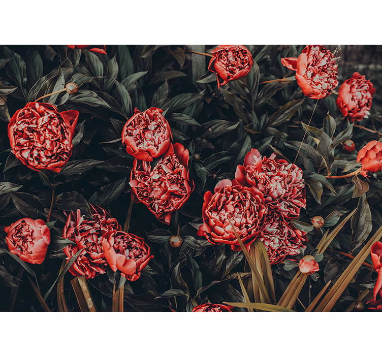 Fotomurais flores arranjo floral de peônias - TenStickers