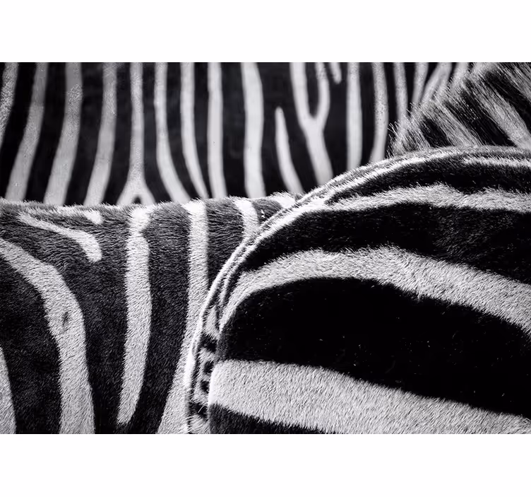 Mural de parede animais listras de zebra realistas - TenStickers