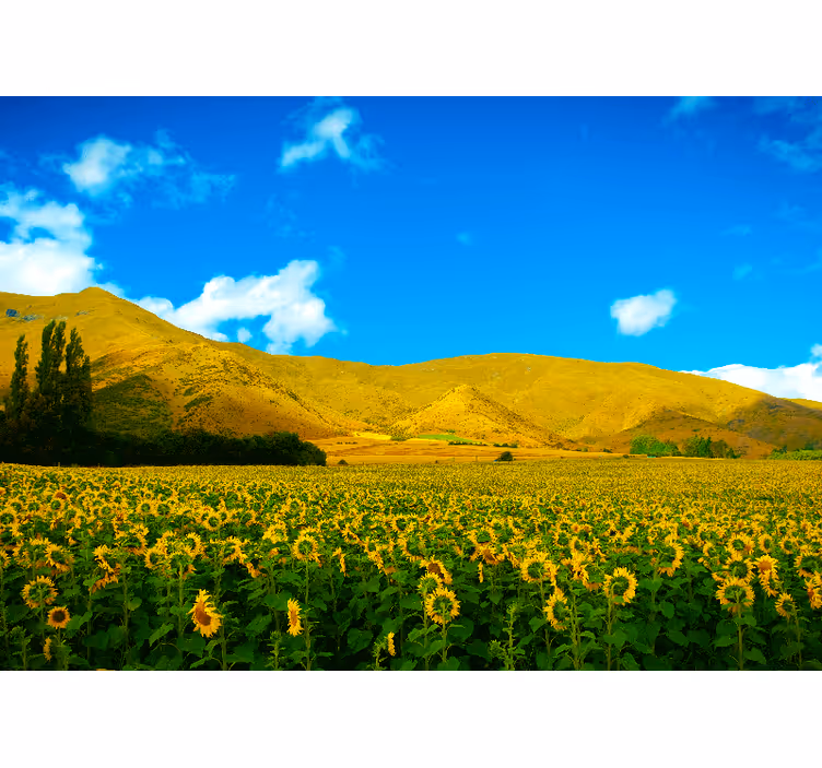 Murais de Parede Paisagem de primavera com campos - TenStickers