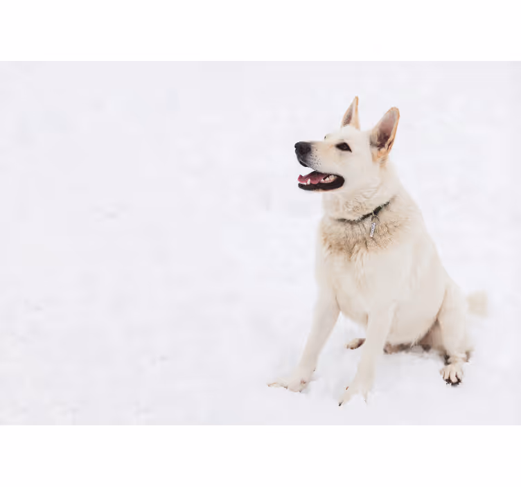 Mural de parede animais cachorro branco feliz - TenStickers
