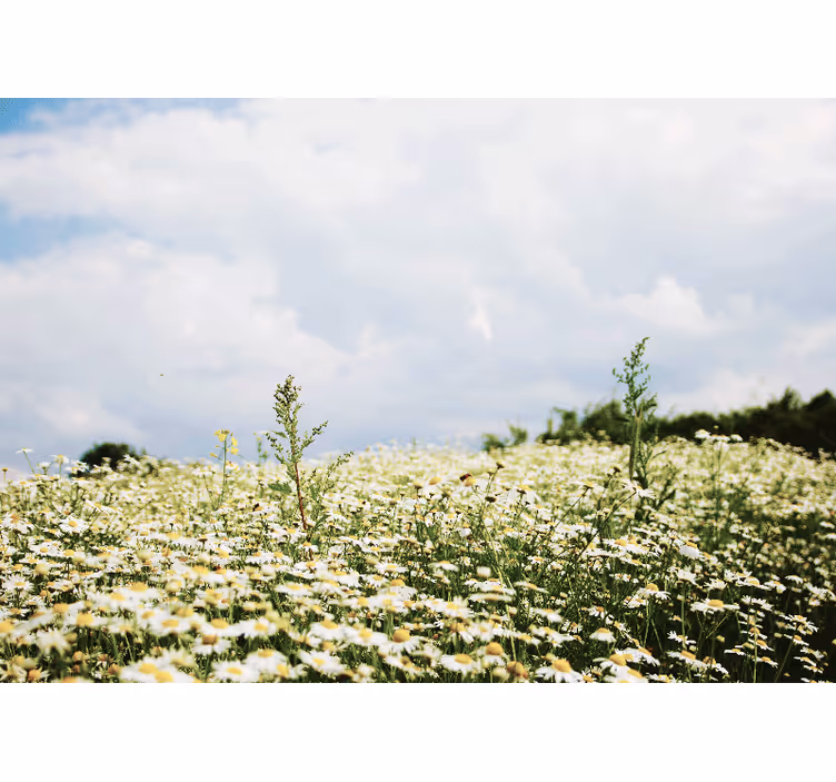 Fotomurais flores cena de campo de margaridas - TenStickers