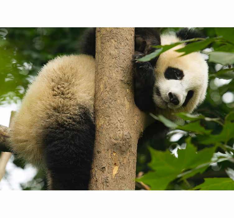Mural de parede animais panda subindo em árvore - TenStickers