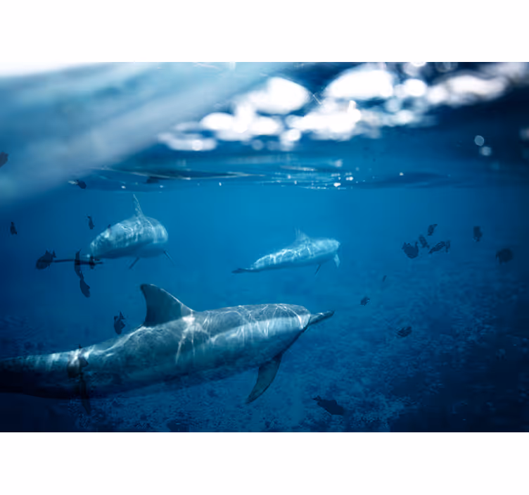 Fotomurais de paisagens Golfinhos e peixes - TenStickers