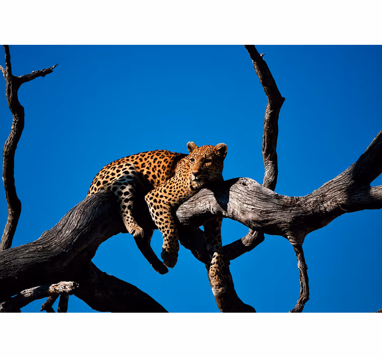 Mural de parede animais leopardo no galho - TenStickers