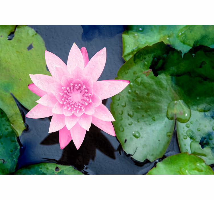 Fotomurais flores Flor de lótus rosa - TenStickers