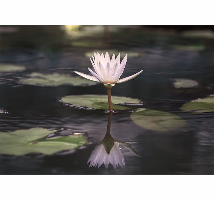 Fotomurais flores reflexo da flor de lótus - TenStickers