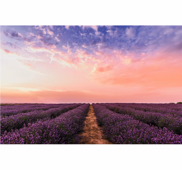 Fotomurais flores pôr do sol no campo de lavanda - TenStickers