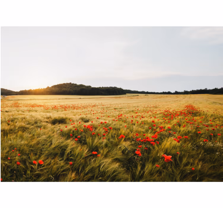 Fotomurais flores campo de flores de papoula - TenStickers
