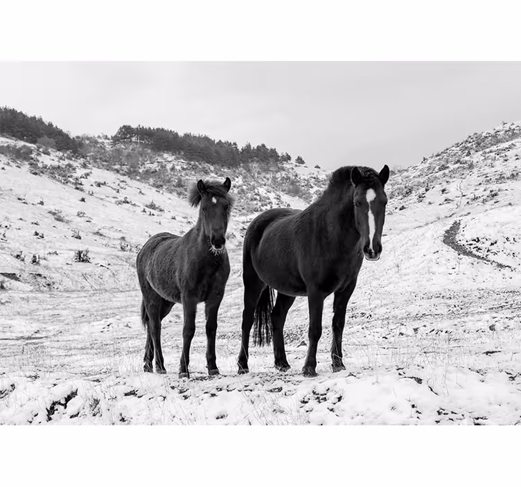 Mural de parede animais cavalos pretos majestosos - TenStickers