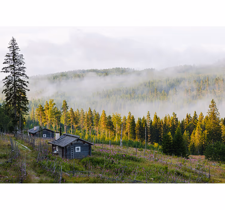 Fotomurais de paisagens floresta coberta de névoa - TenStickers