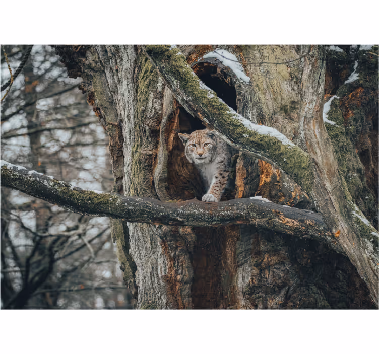 Mural de parede animais lince na árvore - TenStickers