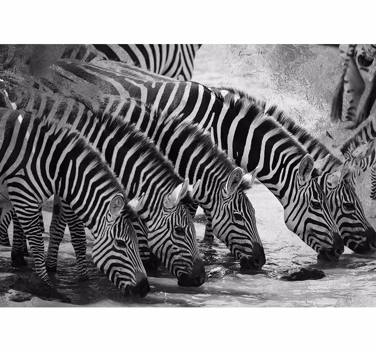 Mural de parede animais zebras bebendo água - TenStickers