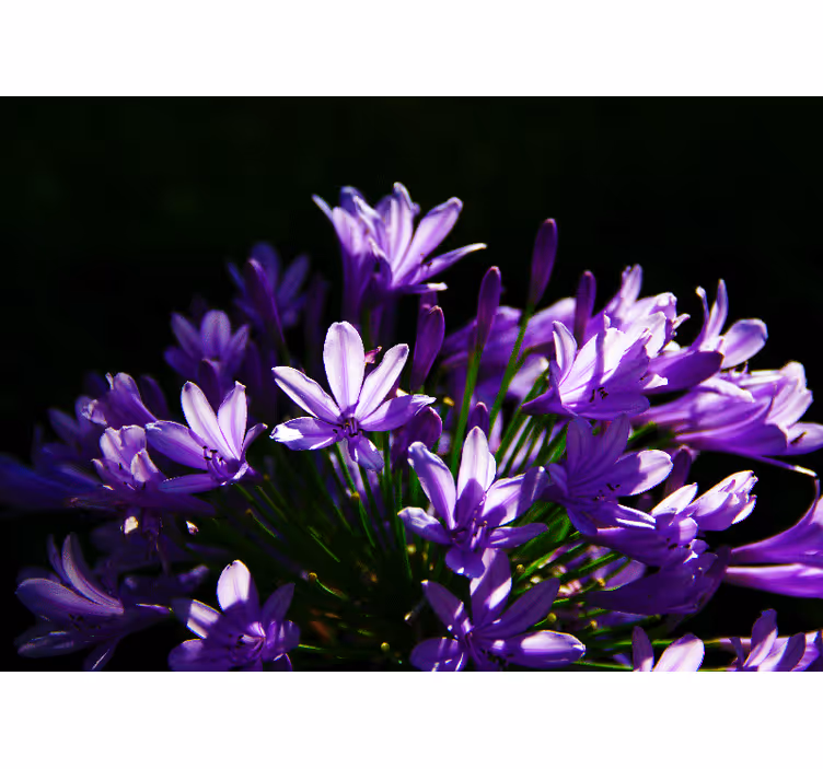 Fotomurais flores beleza floral roxa - TenStickers