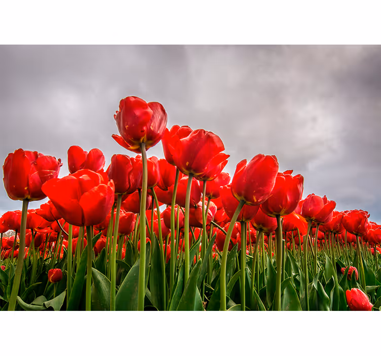 Fotomurais flores Flores vermelhas com céu nublado - TenStickers