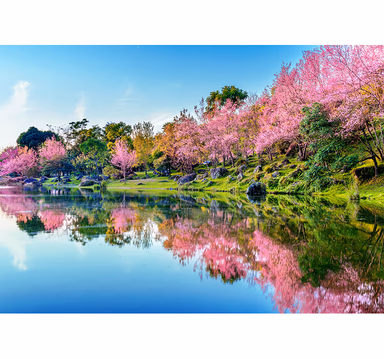 Fotomurais flores Lindas cerejeiras em flor - TenStickers