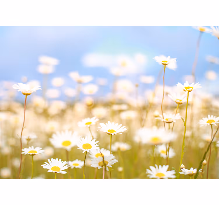 Fotomurais flores Campo de camomila - TenStickers