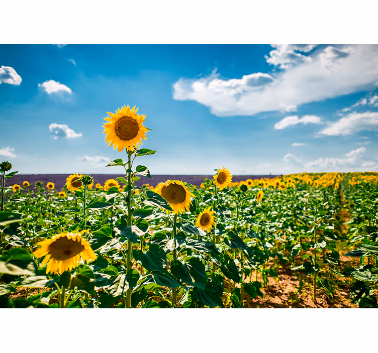 Fotomurais flores felicidade do campo de girassóis - TenStickers