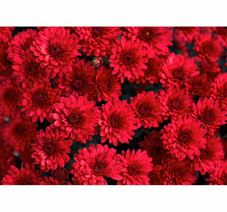 Fotomurais flores Flores vermelhas aster - TenStickers