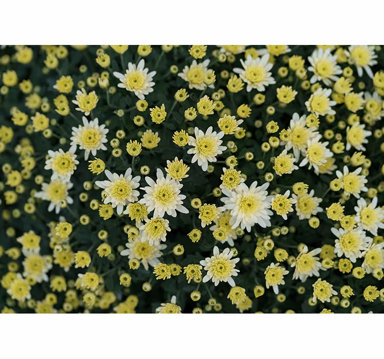 Fotomurais flores flores amarelas em flor - TenStickers
