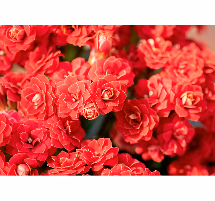 Fotomurais flores flor vermelha em flor - TenStickers