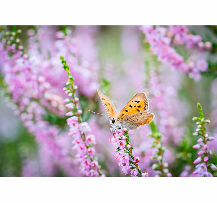Fotomurais flores borboleta na flor - TenStickers