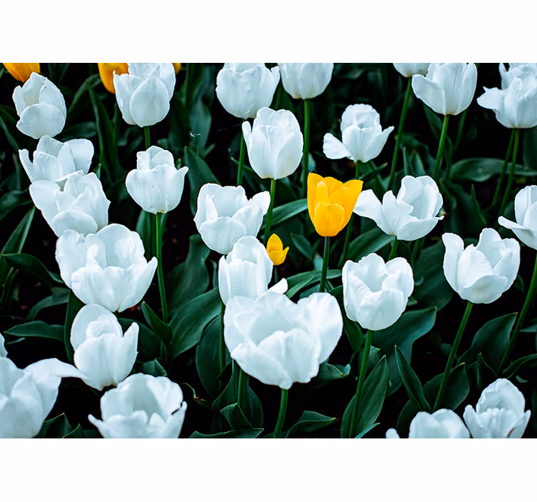 Fotomurais flores tulipas brancas florescem - TenStickers