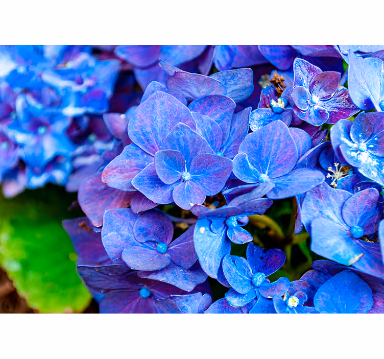 Fotomurais flores flores vibrantes de hortênsia - TenStickers