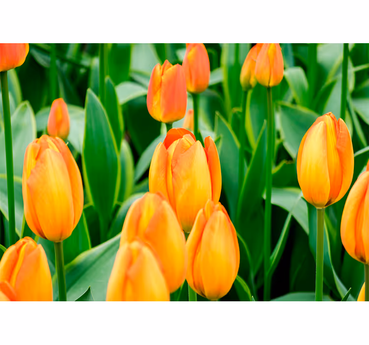 Mural de parede tulipas florescimento abundante - TenStickers