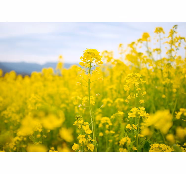 Fotomurais flores campo de flores douradas - TenStickers