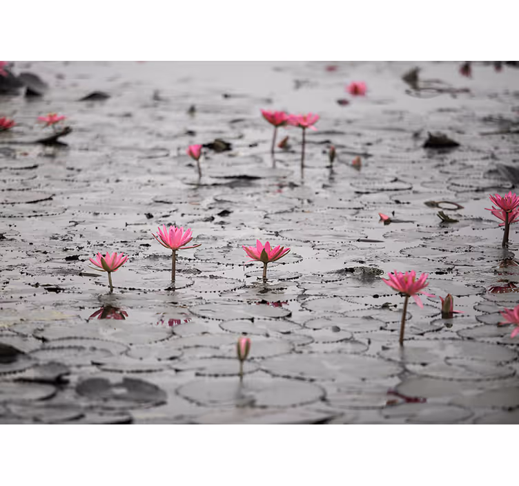 Fotomurais flores lótus rosa em flor - TenStickers