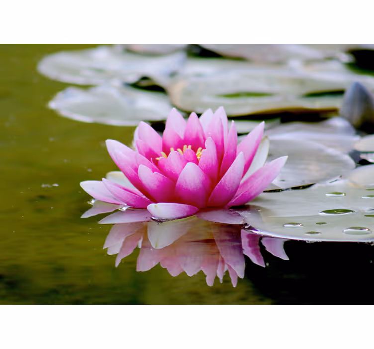 Fotomurais flores graciosa lótus rosa - TenStickers