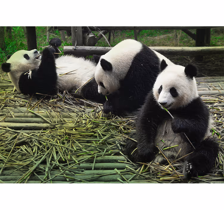 Mural de parede animais família de pandas brincalhões - TenStickers