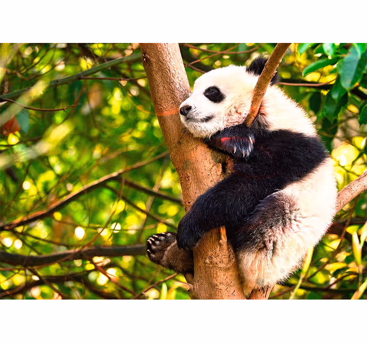Mural de parede animais filhote de panda relaxando - TenStickers