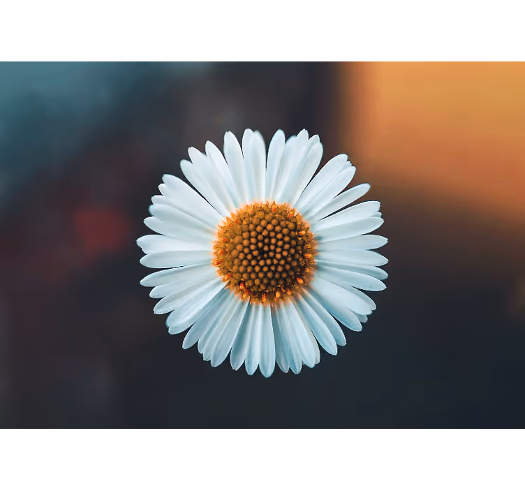 Fotomurais flores design floral margarida - TenStickers
