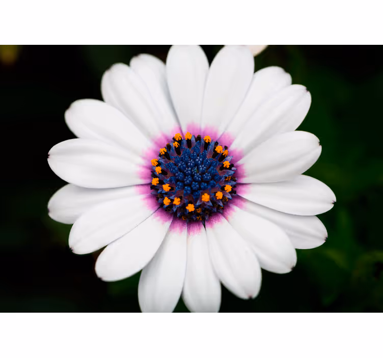 Fotomurais flores flor branca em flor - TenStickers