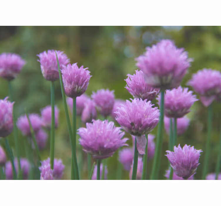 Fotomurais flores cachos de flores de cebolinha - TenStickers