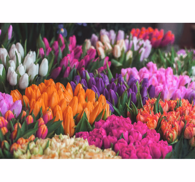 Fotomurais flores jardim de tulipas - TenStickers