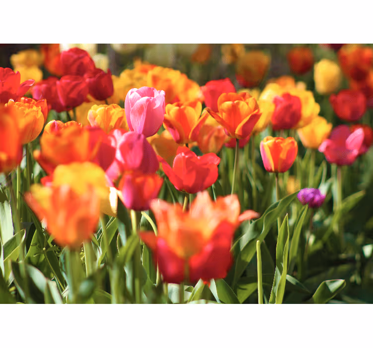 Fotomurais flores campo de tulipas vibrantes - TenStickers