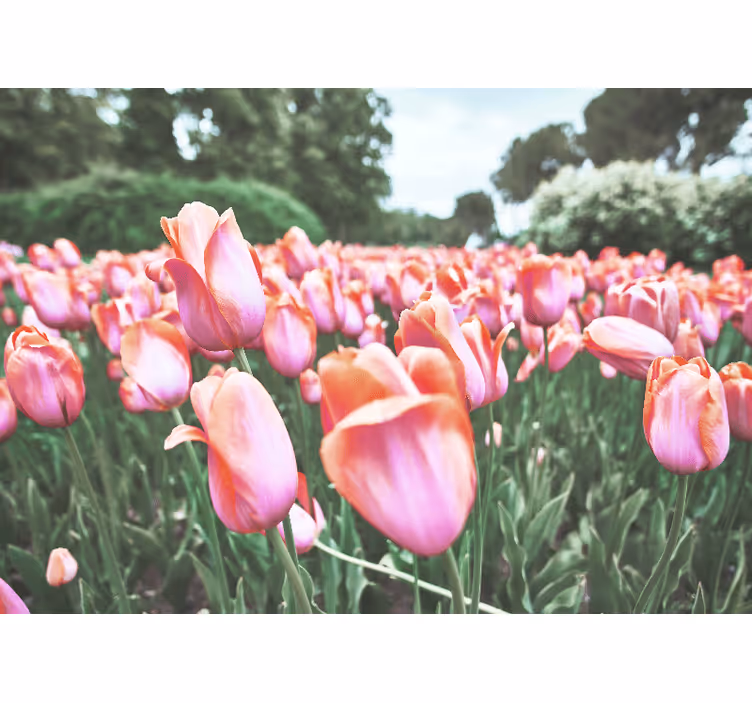 Mural de parede papoilas campo de tulipas em flor - TenStickers