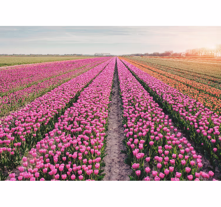 Fotomurais flores cenário de campos de tulipas - TenStickers